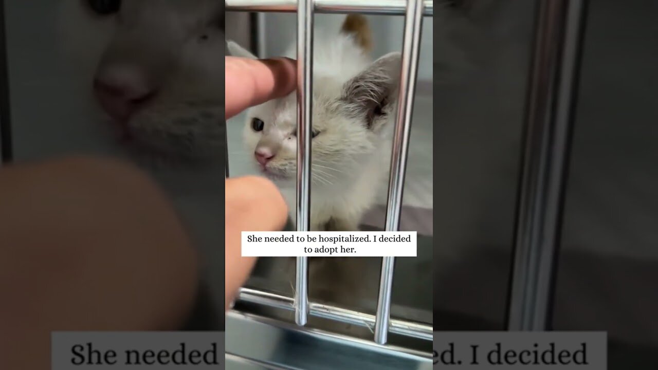 The guy helped the kitten get on her paws and taught her how to walk again