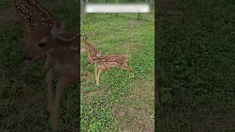 The farmer found three deer in the field and became their father