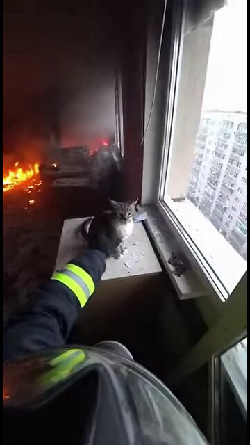 пожарник спасает кота