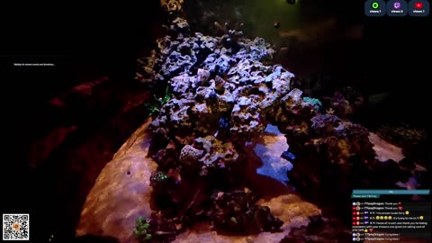 24/7 Real Live Reef Stream