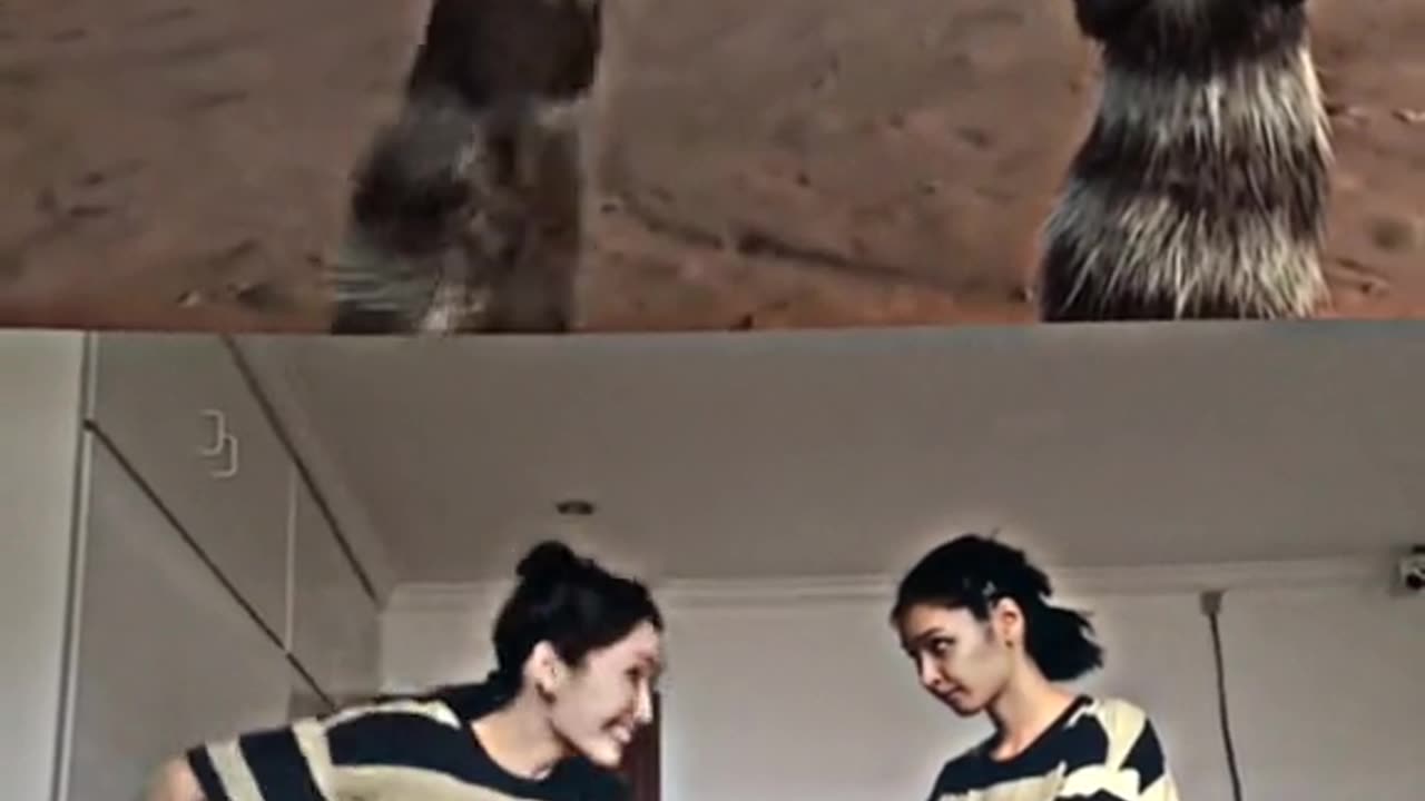 Funny video