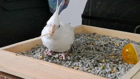Coco's Woodworking Skills