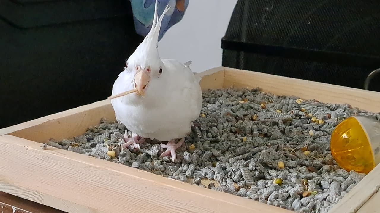 Coco's Woodworking Skills