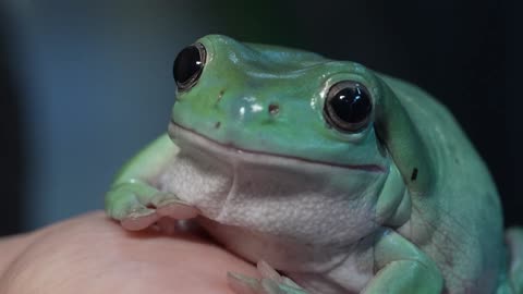 Pingtung Farm Successfully Battles Wild Frog Poaching