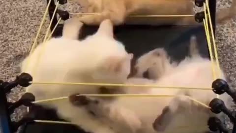 When you've got cat brothers, Wrestlemania is every day!