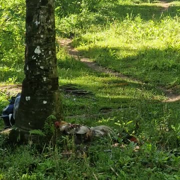 Farm Rooster Strutting Like He Owns the Place! 🐓 | Expat in the Philippines