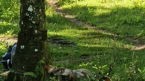 Farm Rooster Strutting Like He Owns the Place! 🐓 | Expat in the Philippines