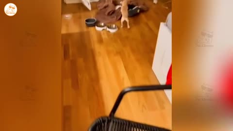 hilarious cats and dogs doing the funniest things part 37