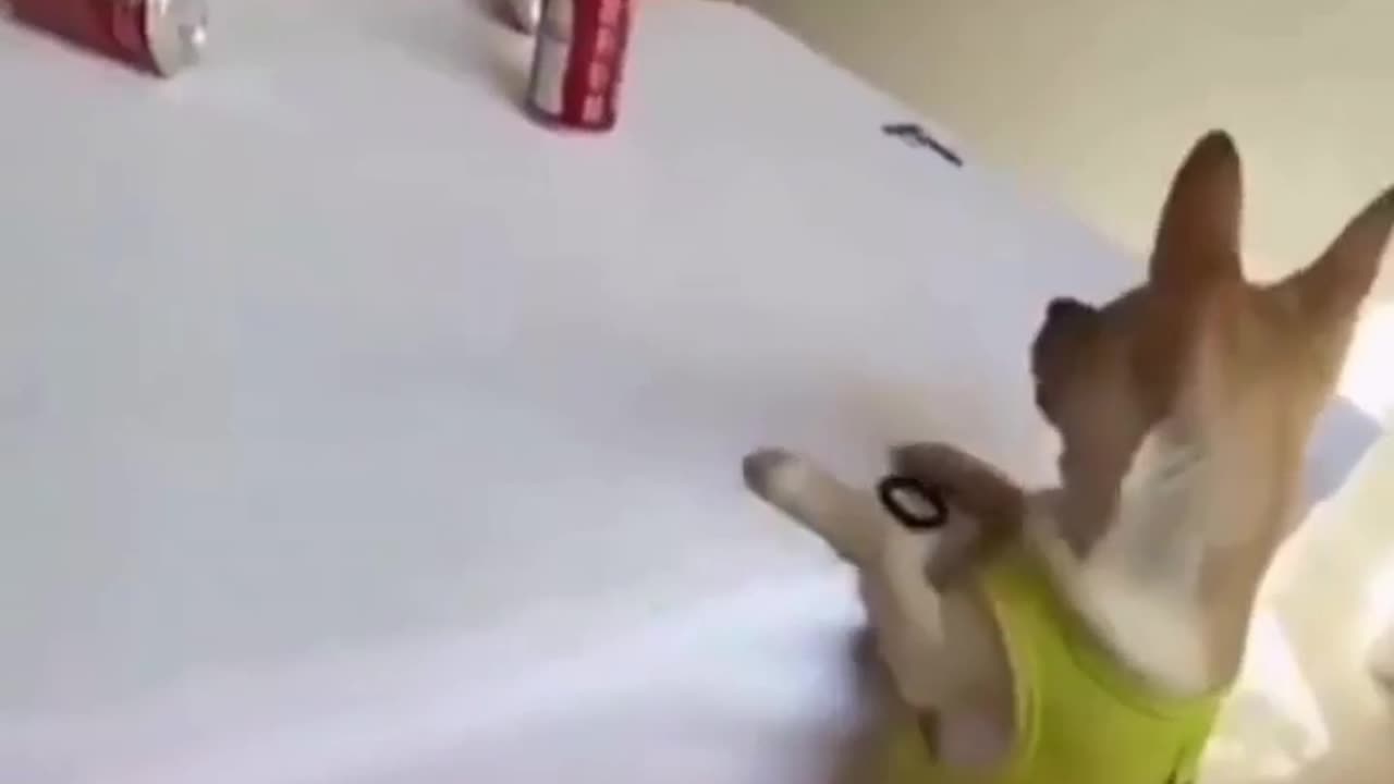 🤯✨ This Tiny Chihuahua Nails Target Practice! | FeedMyCuriosity