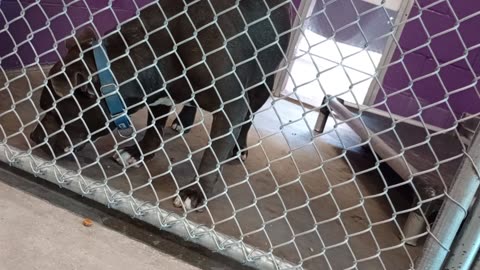 Potato 2y Pet Id 946743 kennel 22 HSSAZ shelter dance card kinda full @HSSAZ thrift store20250808613