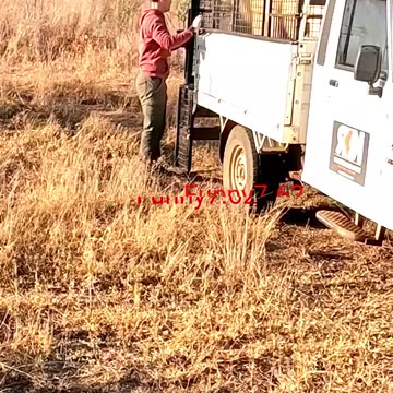 Giant Lions Nope, Just Cats! #shorts #trending #shortsfeed