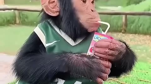 The joyful reunion of a man and his chimpanzee 🐵 💛