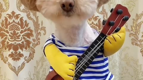 Dog's Hilarious Antics! Worth Every Penny of the "IQ Tax"