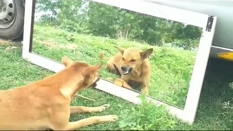 Mirror Prank Dog Hilarious | Funny Reaction |Top Collection #shorts