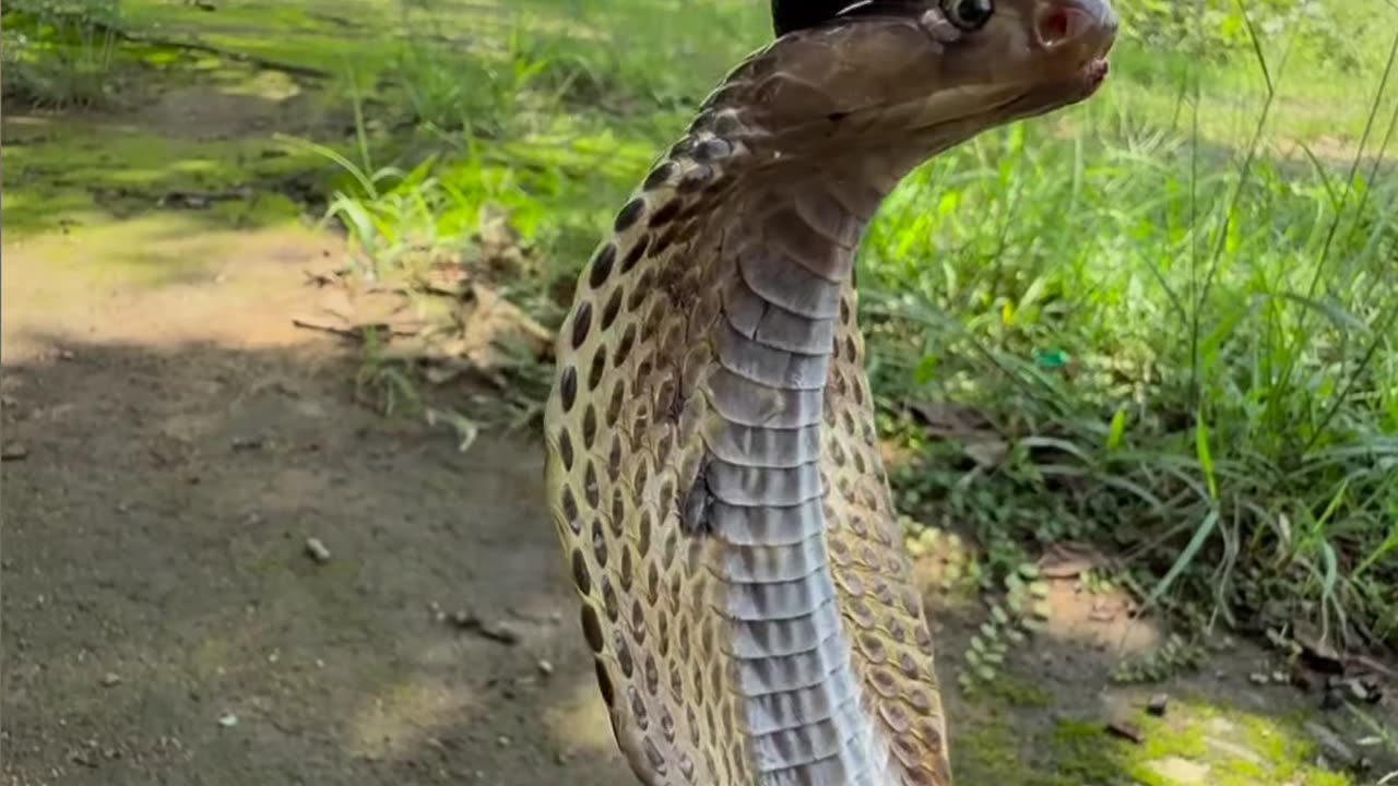 Snake real short viral video