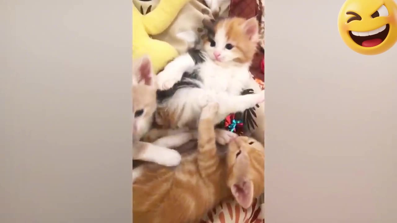 The Ultimate Comedy Battle!