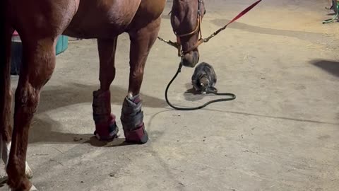 Horse Tosses Rope To Entertain Cat