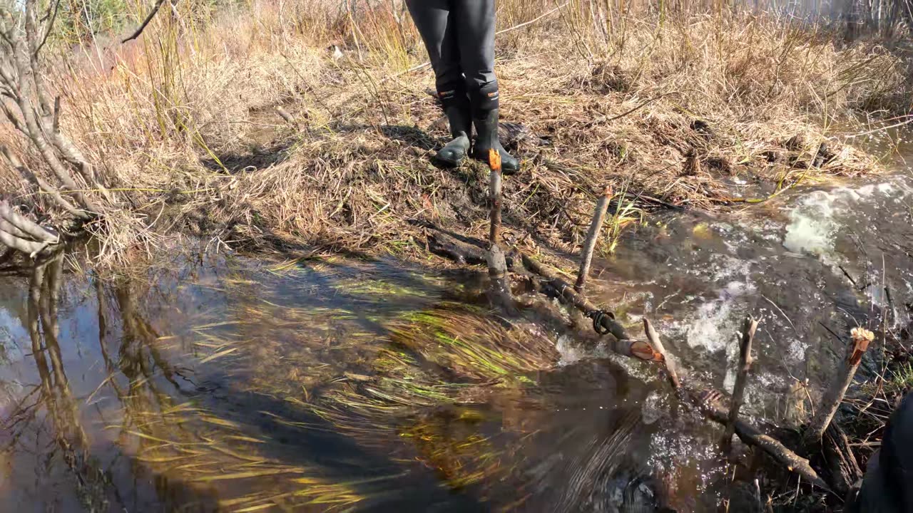 Beaver Trapping Tricks Of The Trade