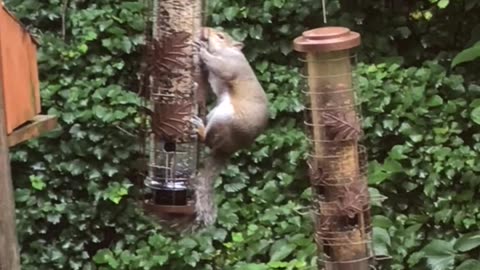 Our New Squirrel 🐿️ PROOF Bird Feeder🤭🐦‍⬛🦜🤣 ALWAYs an Ongoing Funny Challenge