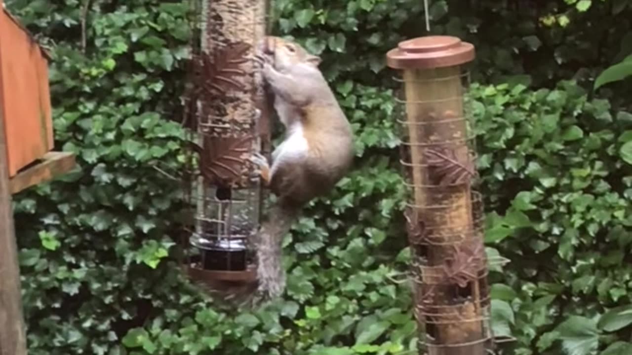 Our New Squirrel 🐿️ PROOF Bird Feeder🤭🐦⬛🦜🤣 ALWAYs an Ongoing Funny Challenge