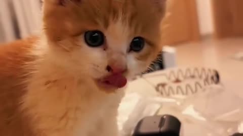 The cat whose tail was cut off by the elevator #animals #Foryou #Friendship #Us#cat