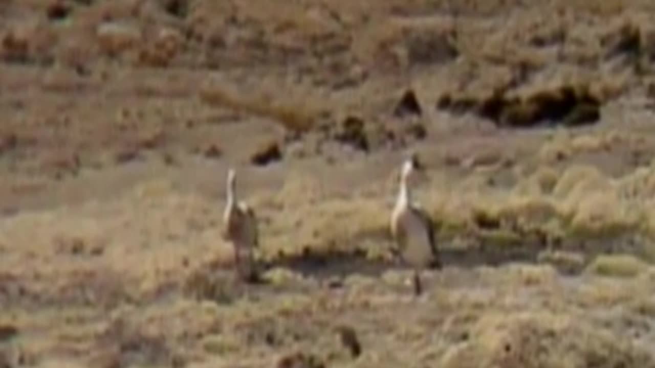 goose