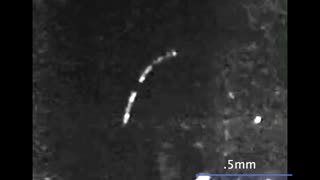 EurekAlert Science News Releases: VORTEX RECONNECTION Video