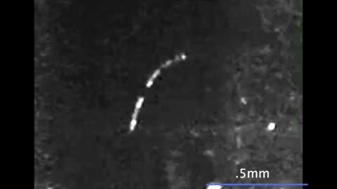 EurekAlert Science News Releases: VORTEX RECONNECTION Video