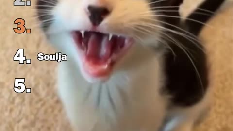 Ranking Best Cats Versus Food Moments