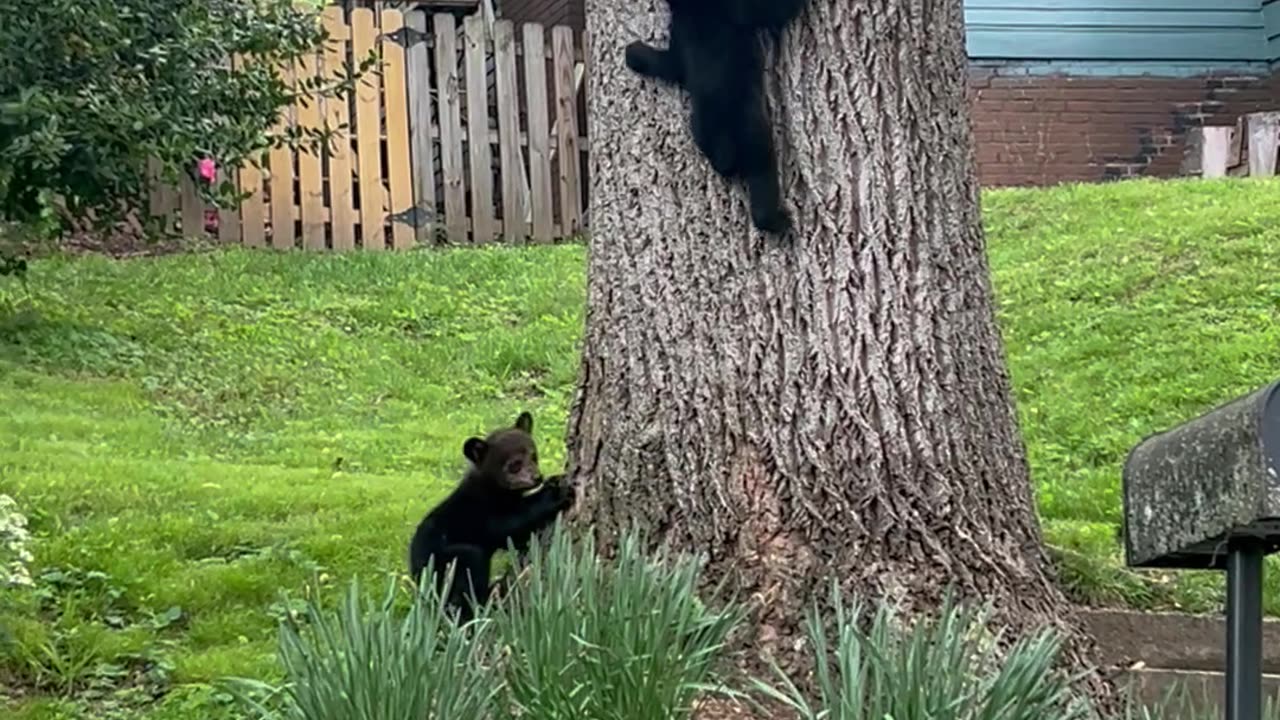 Mama Bear and Four Playful Cubs