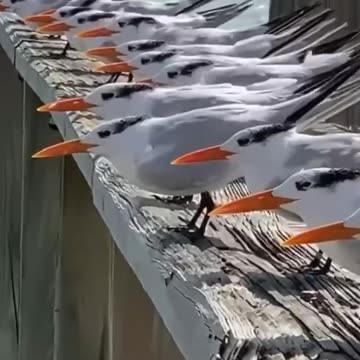 Facing wind gusts directly