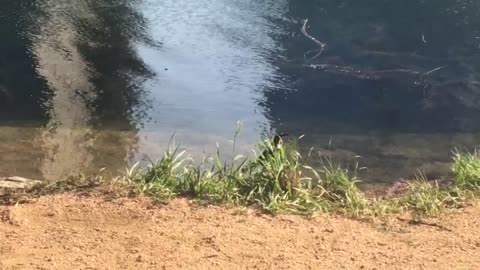 A bird drinking water at riverside.