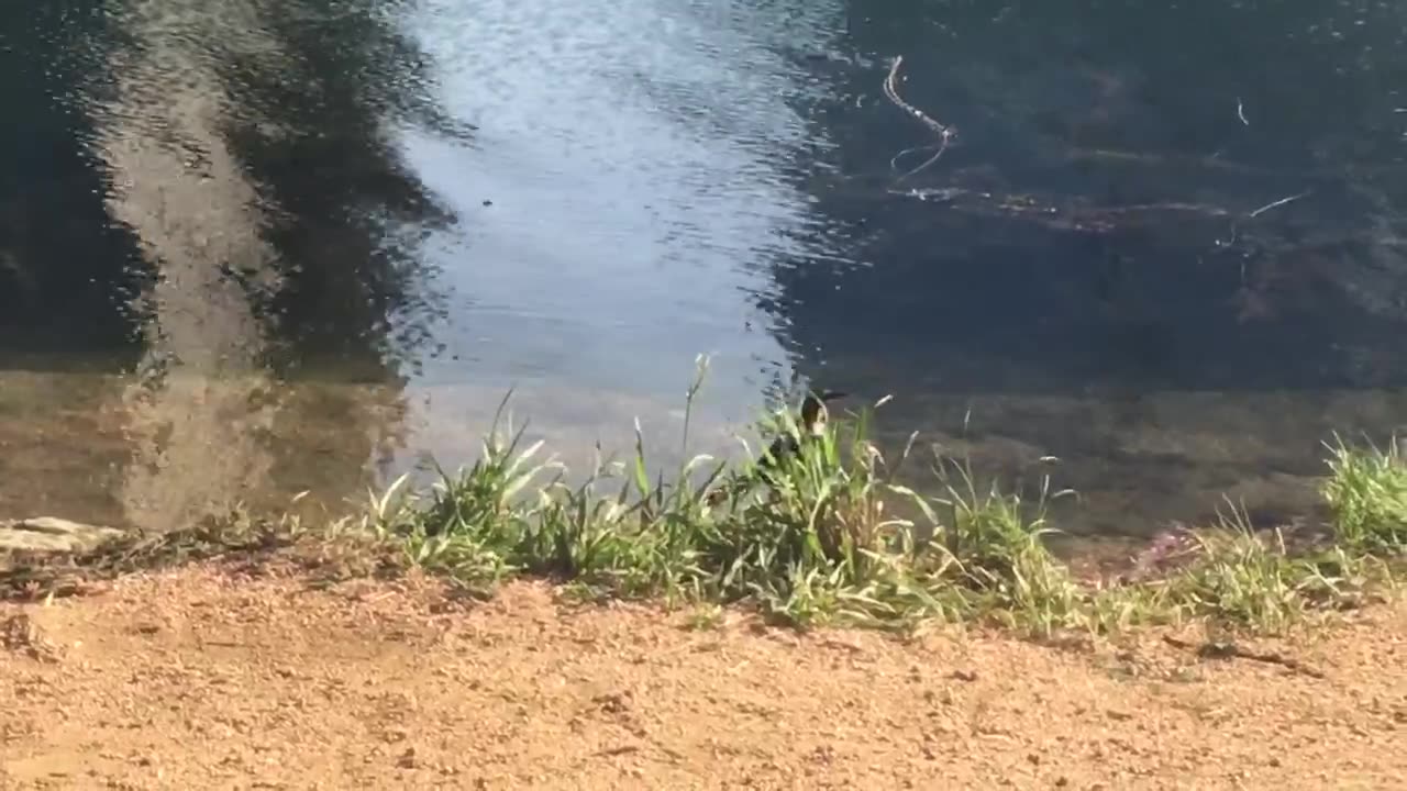 A bird drinking water at riverside.