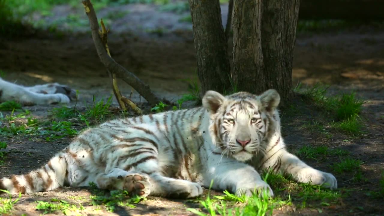 White tiger cubs resting in the woods