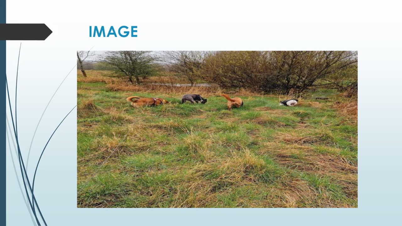 Best Puppy Training in Westburn