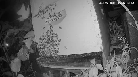 Thursday Morning Peek at a Beehive