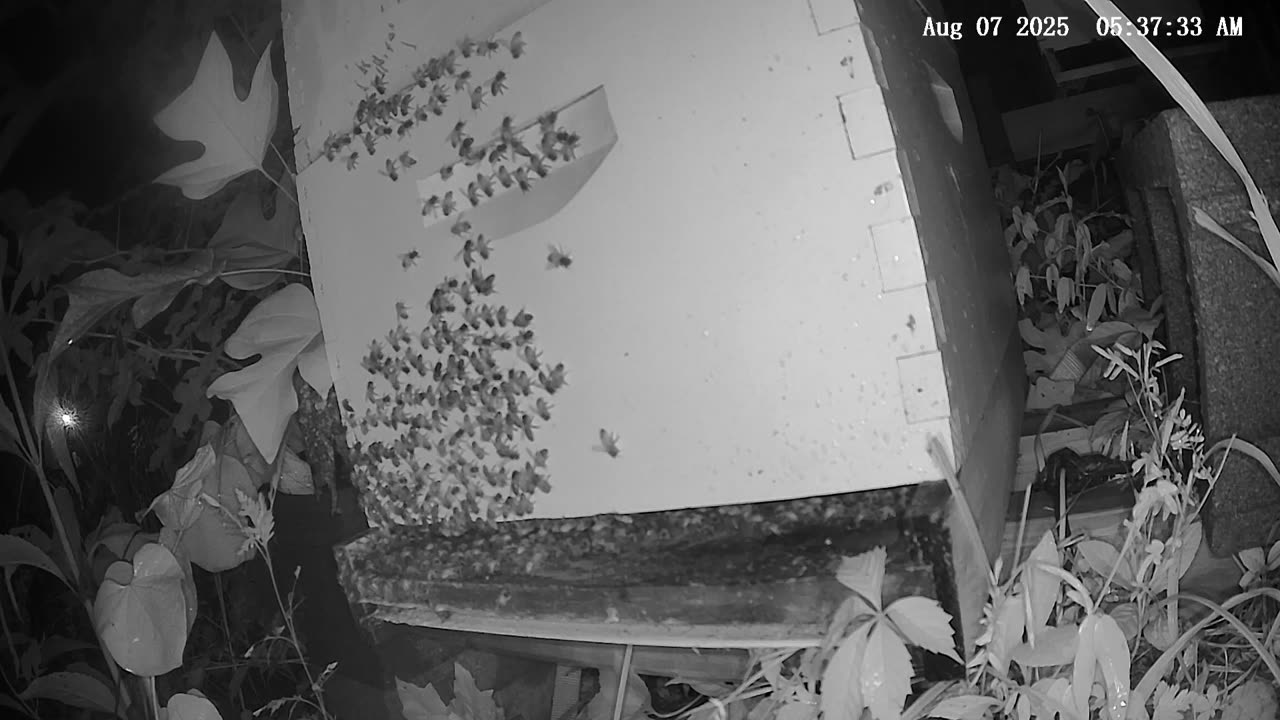 Thursday Morning Peek at a Beehive
