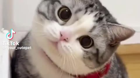 Cats fanny