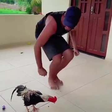 Moon walking rooster 😂
