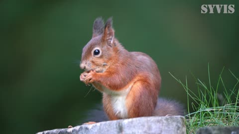 Young Red Squirrel Munching Some Peanuts