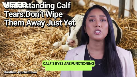 Why Seeing Tears in Calves is Actually a Good Sign
