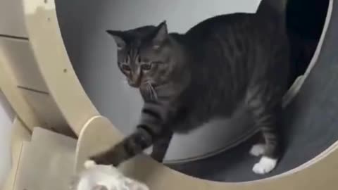 Cat on the Move 🐱💨 | Dog’s Like: “What in the Treadmill is This?!” 🐶😂