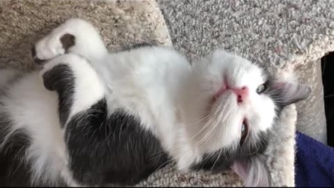 Funny Black and White Cat Shows Belly, Paws and Teef in Sunny Cat Tree #cat #cattree