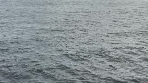 Orca Pod Off Scotland Coast