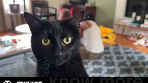 Cat Photo Bomb😻