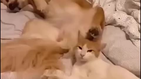 Animals Funny Video