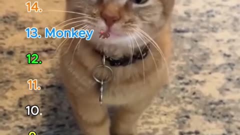 Top 16 Funniest Talking Cats Ever 😹🎤 Part 1