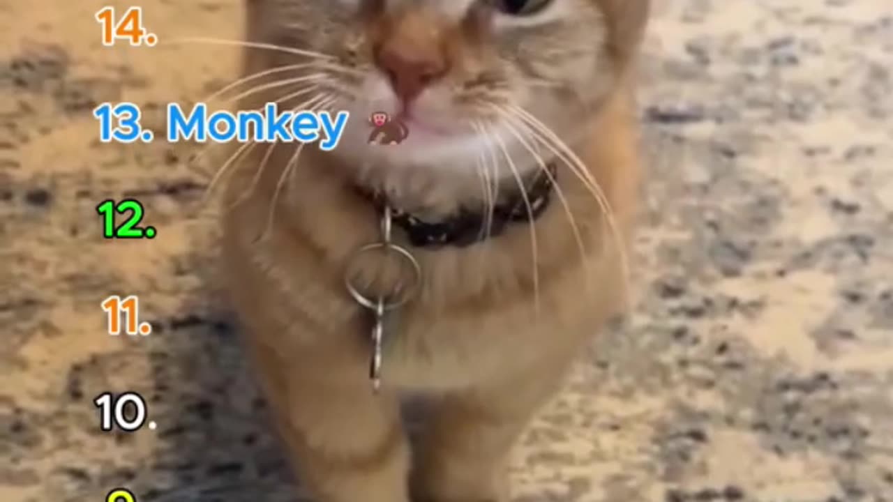 Top 16 Funniest Talking Cats Ever 😹🎤 Part 1