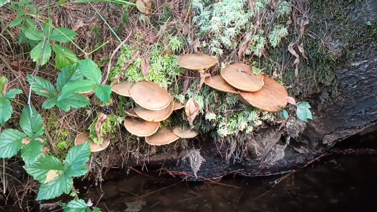 Mushrooms