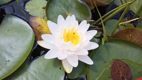 Water Lily